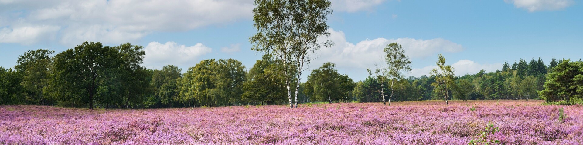 Huge blooming heather field in late summer, Dutch landscape, Panorama, De Kampina