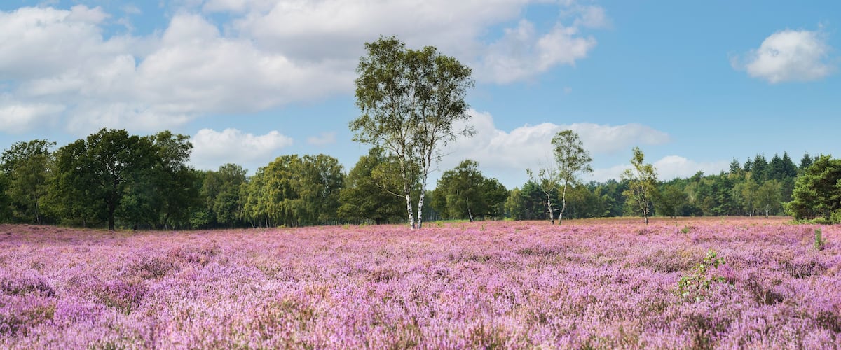 A field of purple flowers with trees in the background.