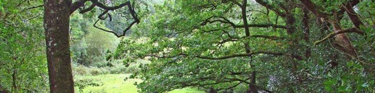 Bridge over Afon Dulas: Cwm Cych