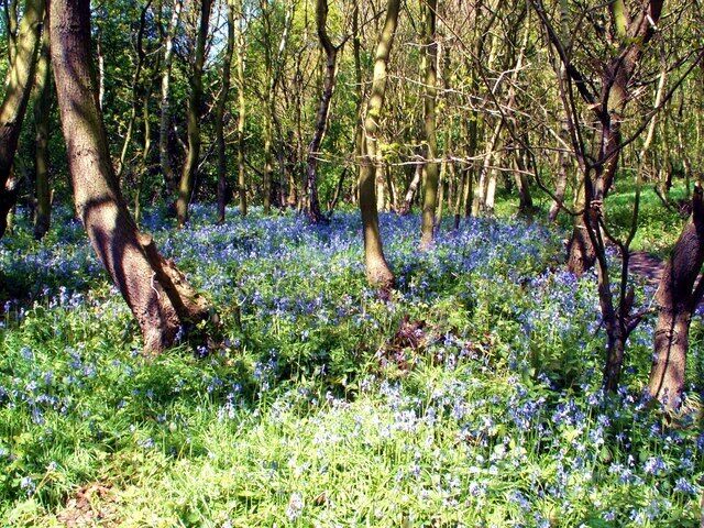 Husband Wood The pic was taken at the entrance from Bluebell Road.