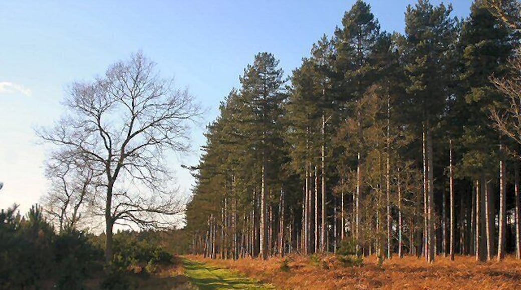 Elveden Warren Privately owned track in Thetford Forest.