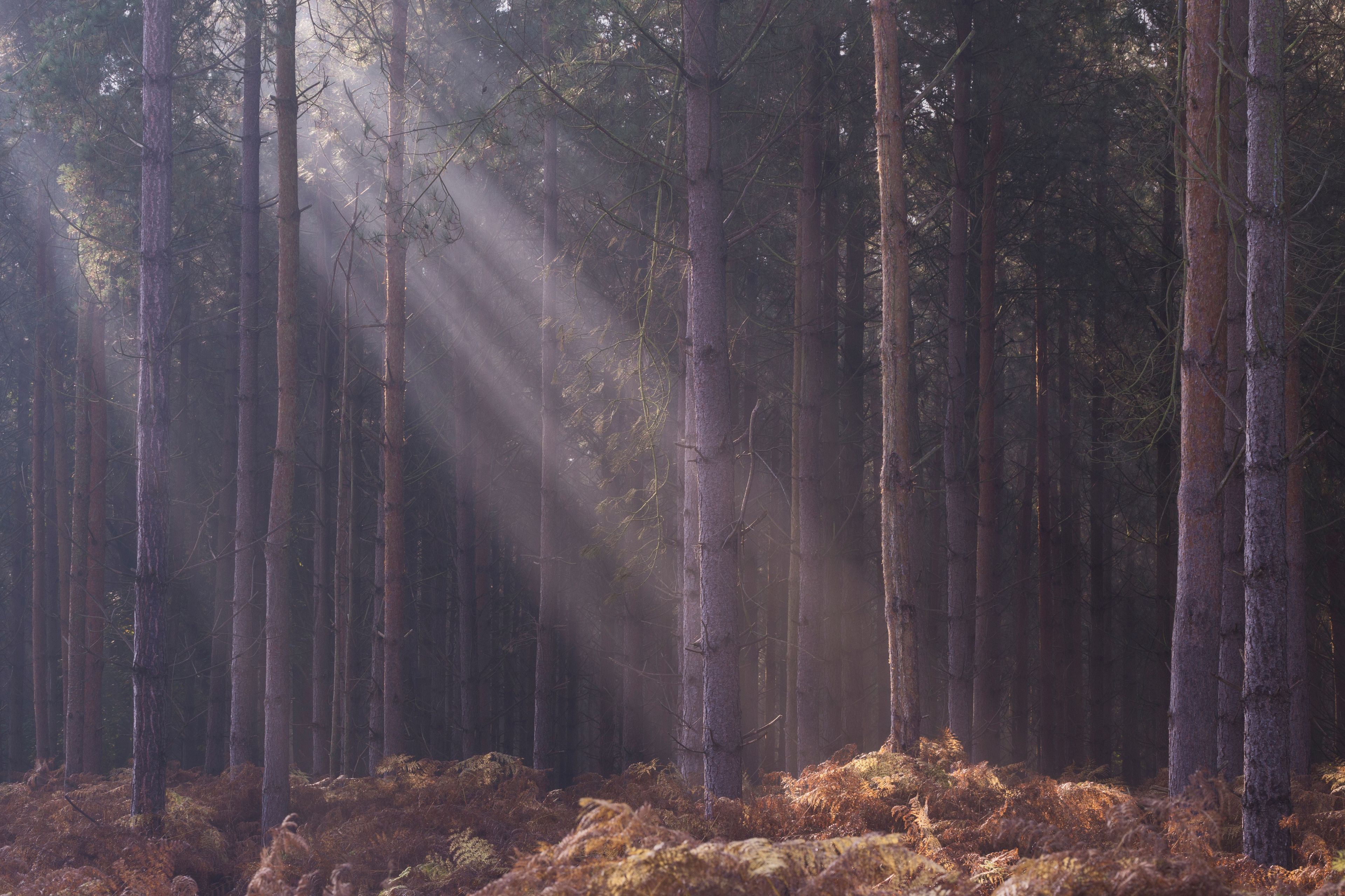 Un bosque denso con árboles altos y luz del sol filtrándose entre el dosel.