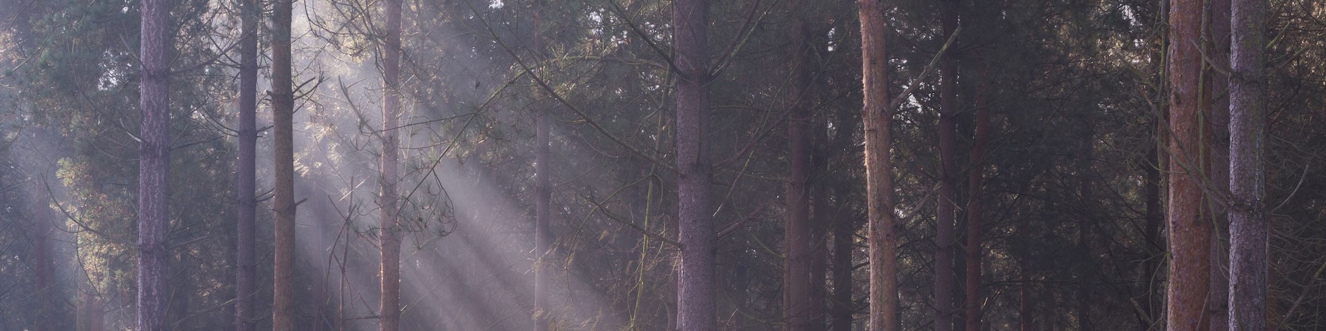A dense forest with tall trees and sunlight filtering through the canopy.