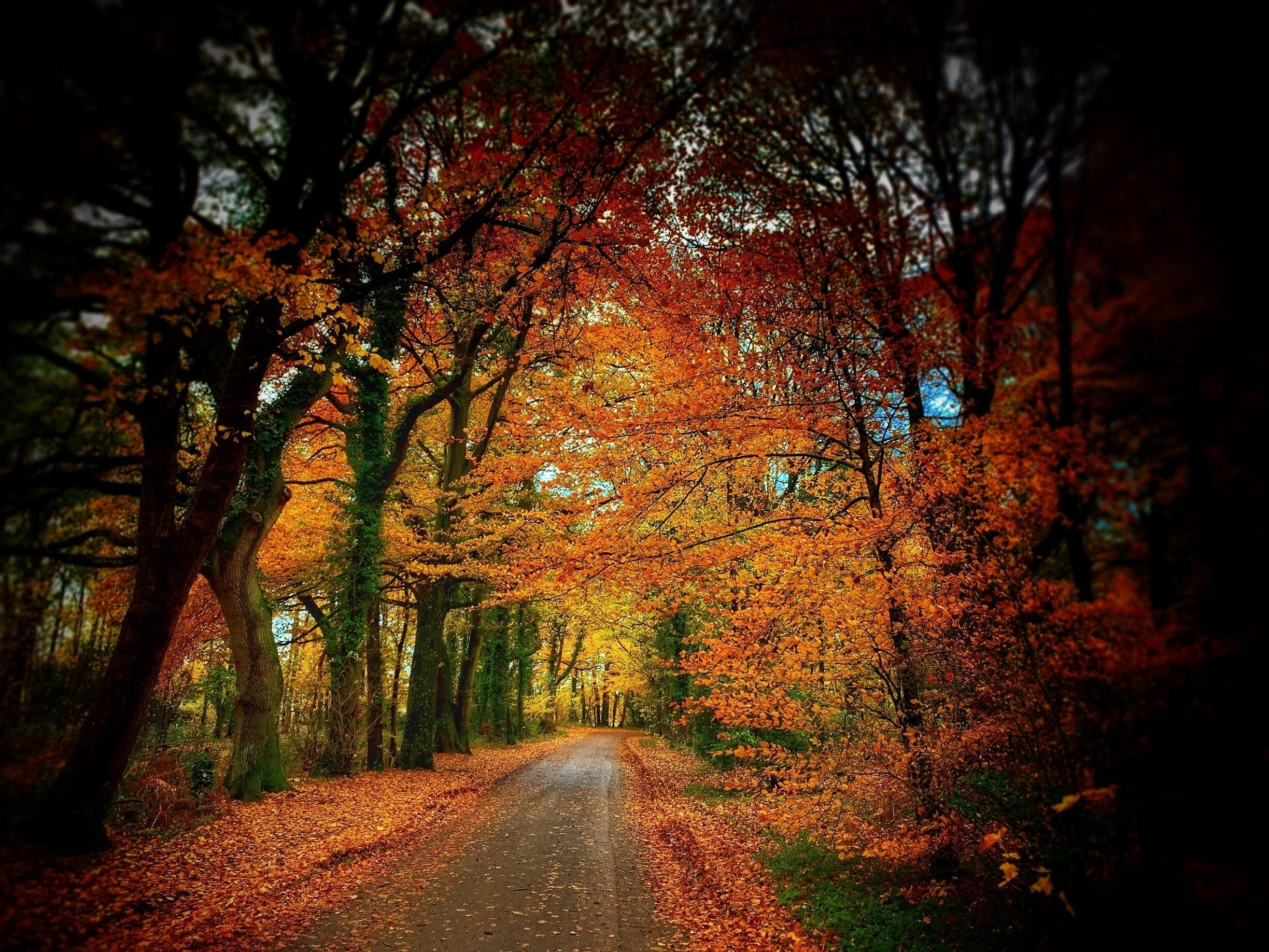 A tree-lined path covered with fallen leaves.