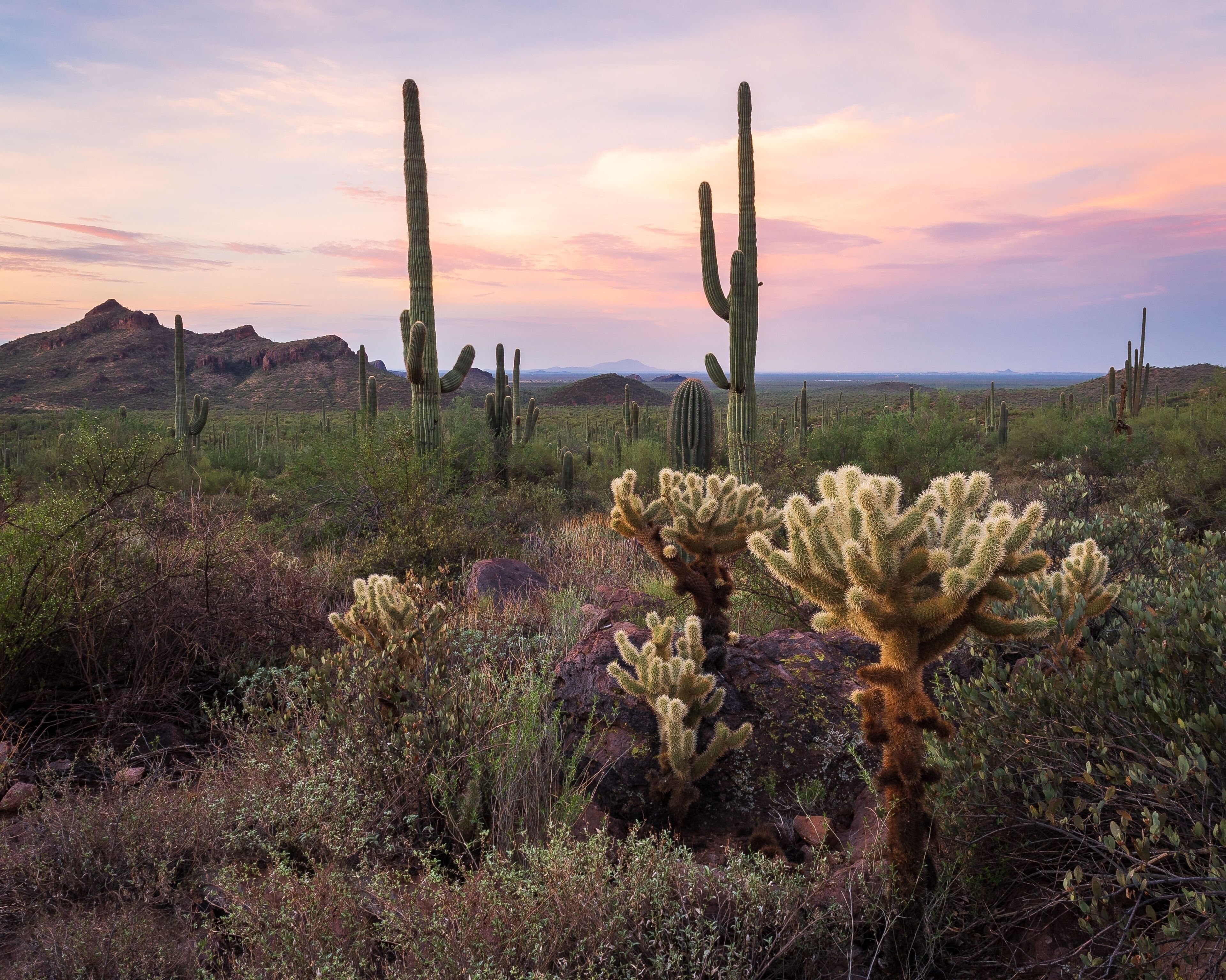 A desert landscape with prominent cacti and distant mountains under a sunset sky.