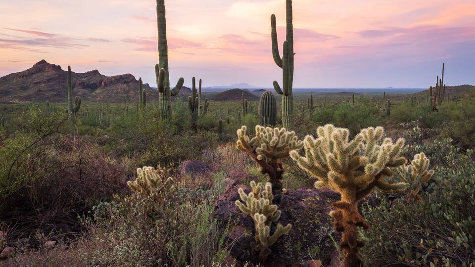 A desert landscape with prominent cacti and distant mountains under a sunset sky.