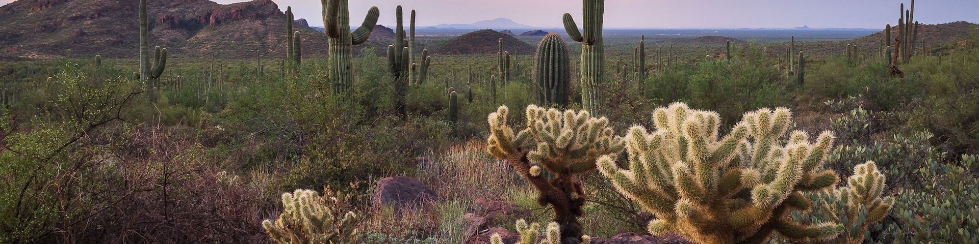 Paisaje desértico con cactus destacados y montañas lejanas bajo un cielo al atardecer.