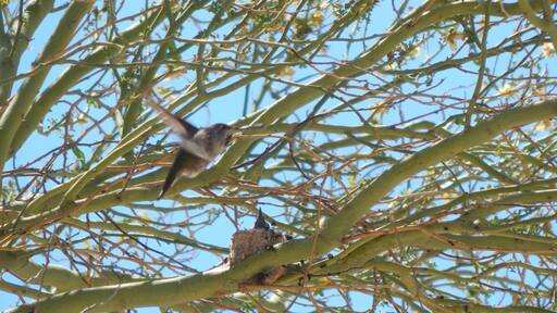 A hummingbird nest in my backyard on April 5, 2016. Sometimes you don’t have to travel far to see beautiful wonders.