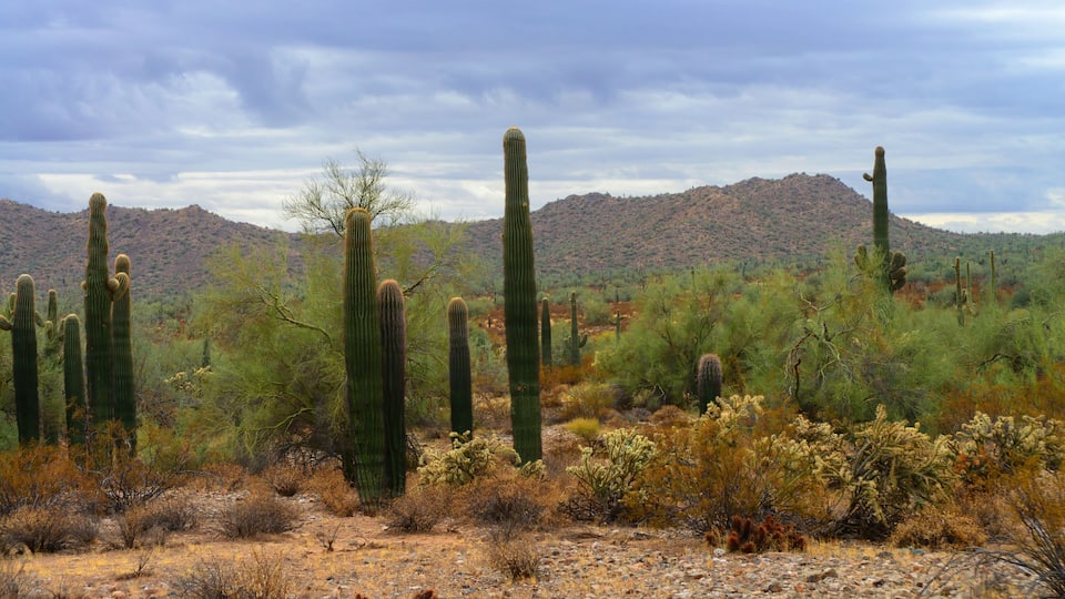 A desert landscape with tall cacti and sparse vegetation.