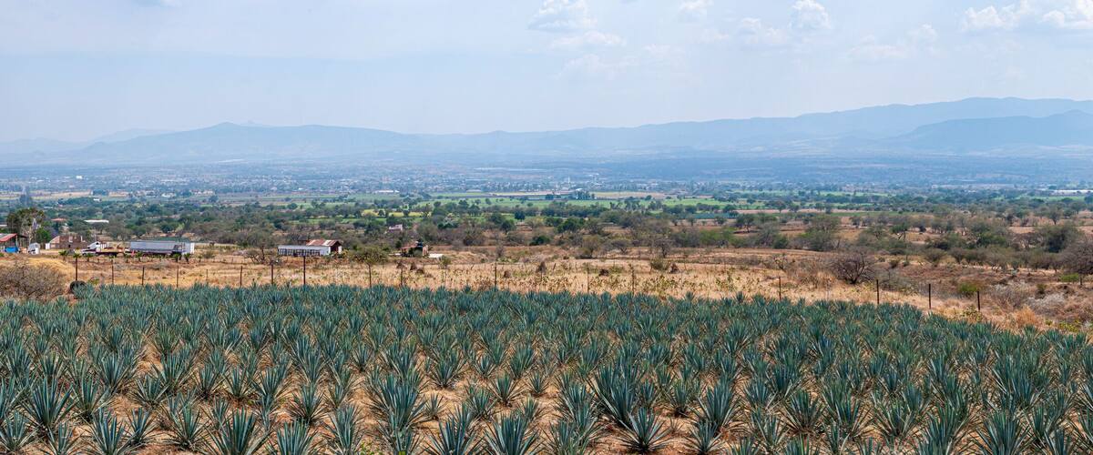 A vast agricultural field with rows of agave plants, a distant mountain range, and a small settlement with buildings.