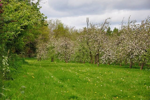 Orchard at Bartestree