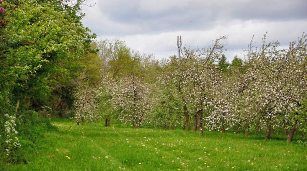 Orchard at Bartestree