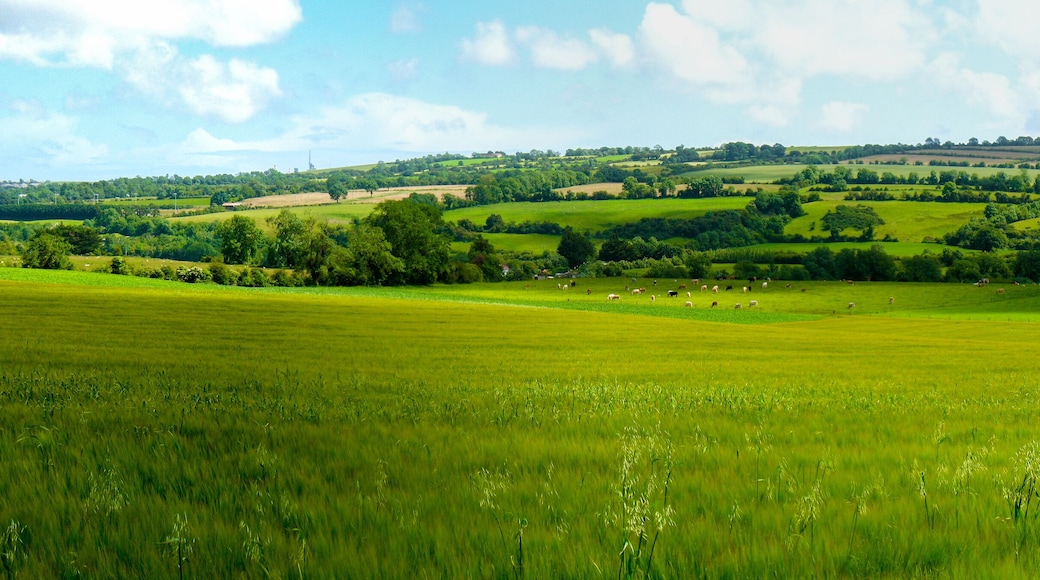 Scenic panoramic view of rolling countryside green farm fields with sheep, cow and green grass in New Grange, County Meath