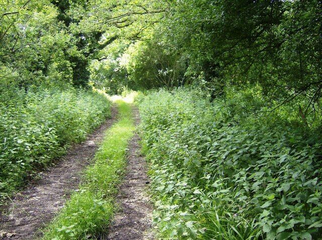 Footpath from Pagham Farm The path runs just inside the eastern boundary of the woodland. Picture looking south.