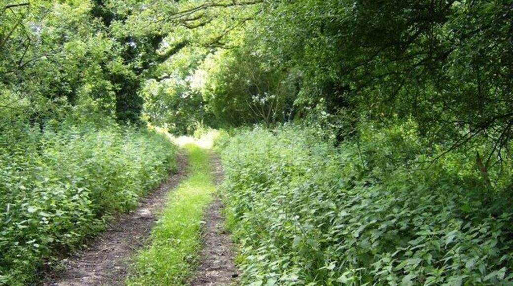 Footpath from Pagham Farm The path runs just inside the eastern boundary of the woodland. Picture looking south.