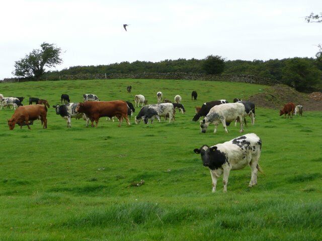 Cattle grazing