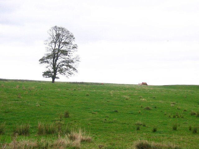 Grazing, Claysike. Cattle making the most of nutrient poor autumn grass near Claysike Farm, Drum.