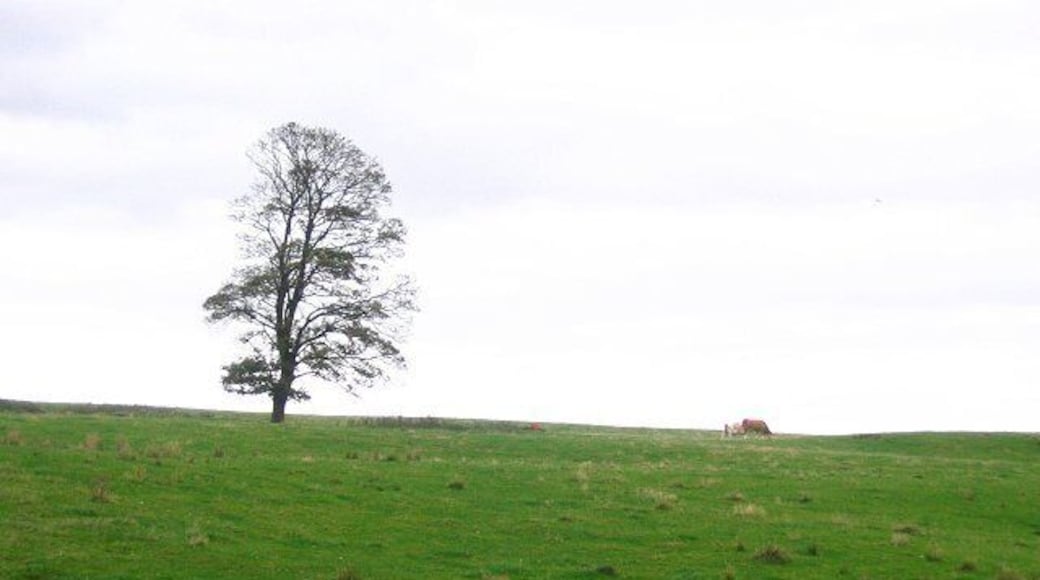 Grazing, Claysike. Cattle making the most of nutrient poor autumn grass near Claysike Farm, Drum.