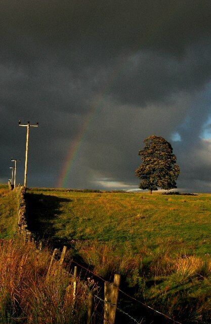 Lone Tree. Looking Northeast from an unclassified road joining the A977 and the A91 at Drum
