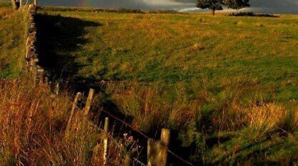 Lone Tree. Looking Northeast from an unclassified road joining the A977 and the A91 at Drum