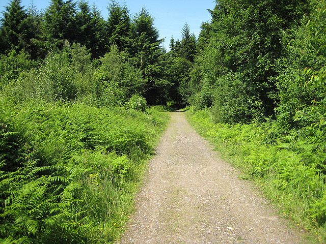 Track through mixed woodland near Bailey Lane End Heading west towards Hope Mansell. A fairly open stretch with new planting to both north and south.
