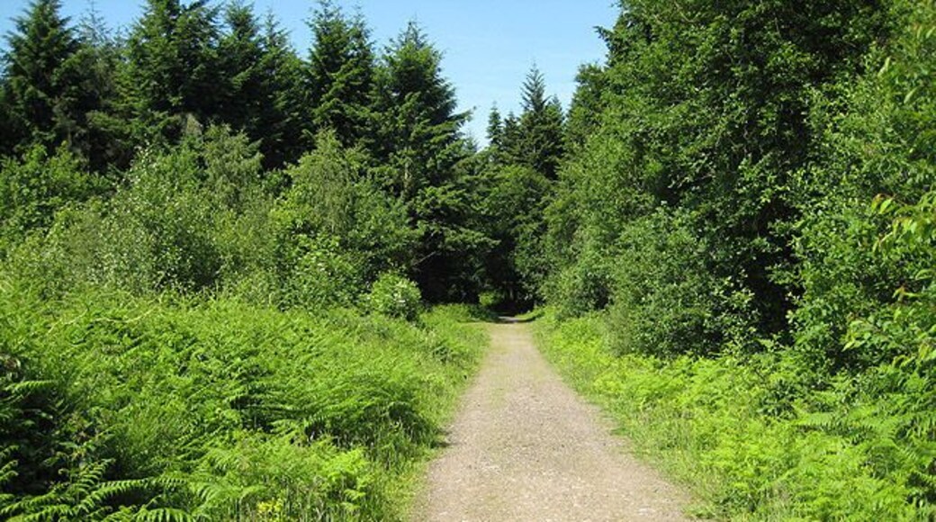 Track through mixed woodland near Bailey Lane End Heading west towards Hope Mansell. A fairly open stretch with new planting to both north and south.