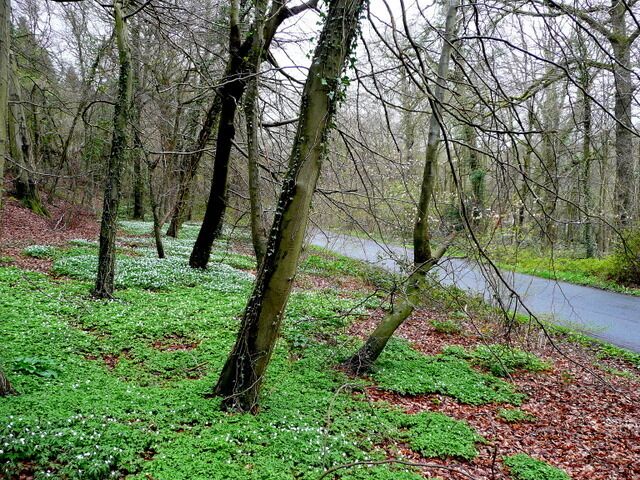 Lea Bailey Inclosures 1 Part of the woodland straddling the Herefordshire/Gloucestershire border. The beechwood is carpeted with Wood Anemone, Anemone nemorosa