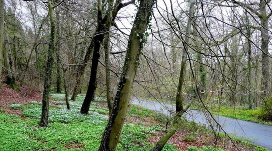 Lea Bailey Inclosures 1 Part of the woodland straddling the Herefordshire/Gloucestershire border. The beechwood is carpeted with Wood Anemone, Anemone nemorosa