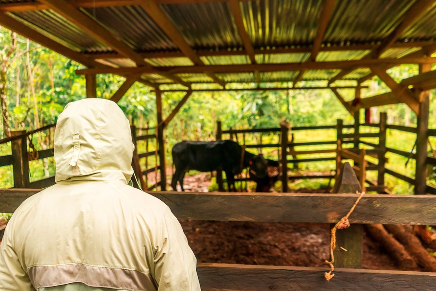 Unrecognizable Latin man in raincoat checking out a corral with a cow in Nueva Guinea, Nicaragua