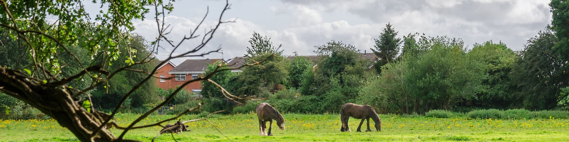 Horses in a field in the South Staffordshire countryside in the UK.