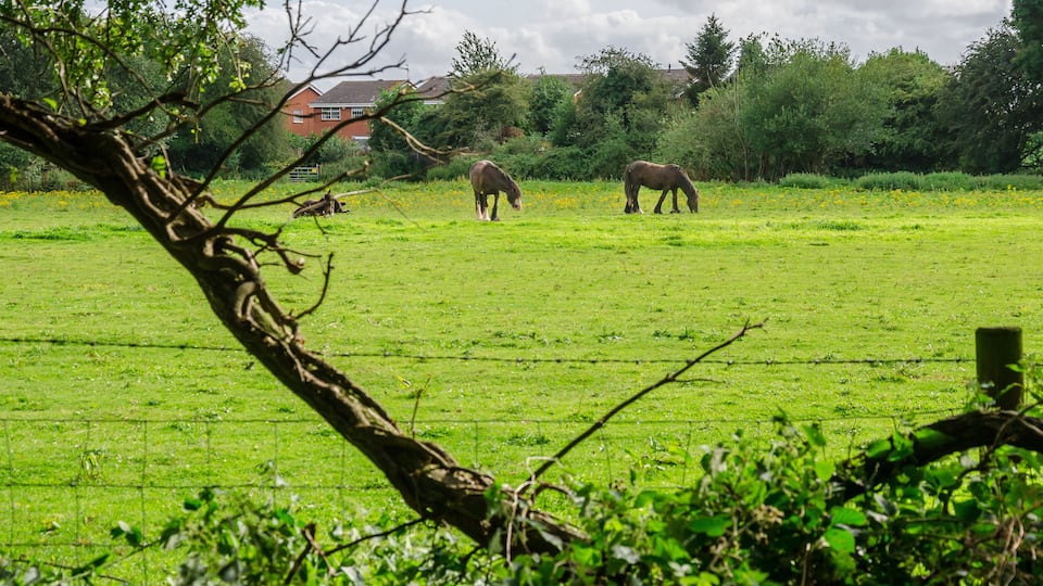 Horses in a field in the South Staffordshire countryside in the UK.