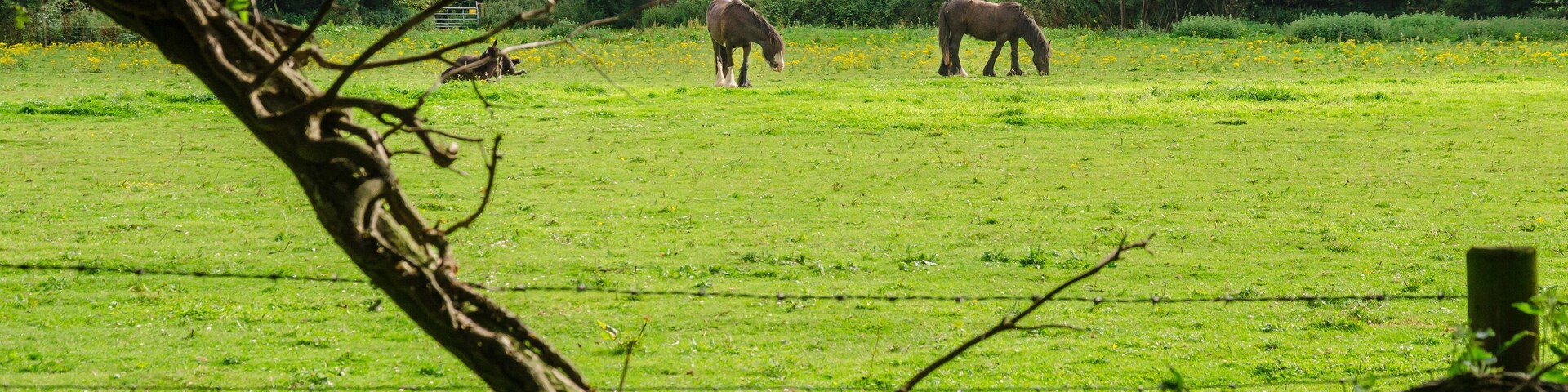 Horses in a field in the South Staffordshire countryside in the UK.