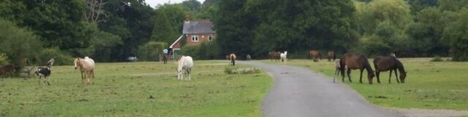 Grazing ponies, Cadnam Green Ponies and donkeys graze happily within yards of the M27. The traffic noise was deafening.