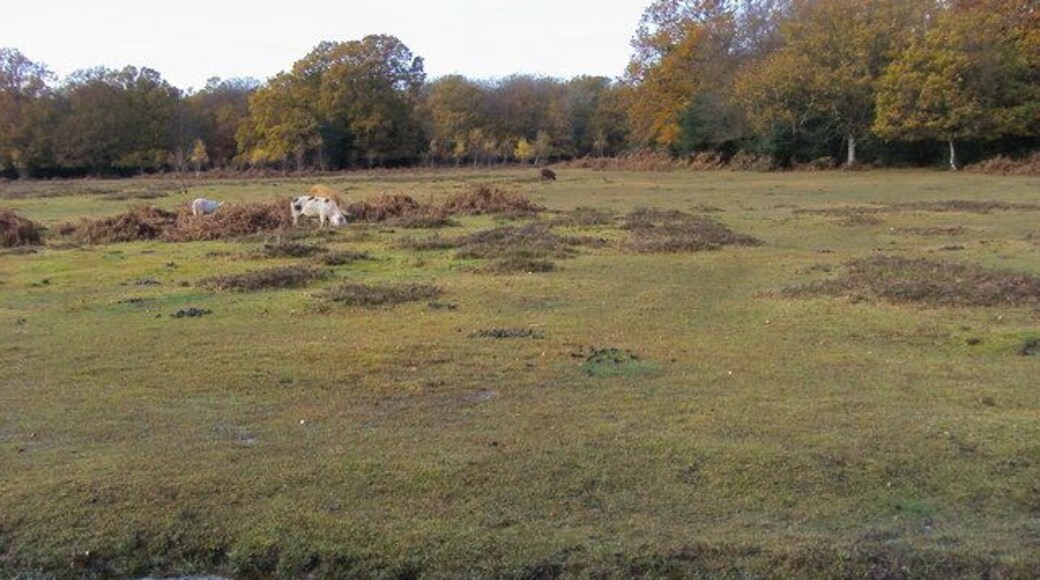 Gutter by Coomy Lawn Looking across the Gutter by Coomy Lawn to wild grazing