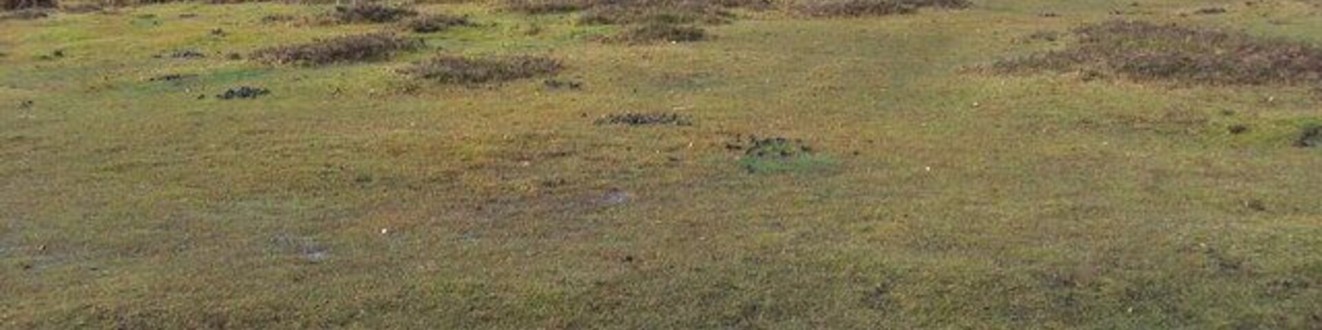 Gutter by Coomy Lawn Looking across the Gutter by Coomy Lawn to wild grazing