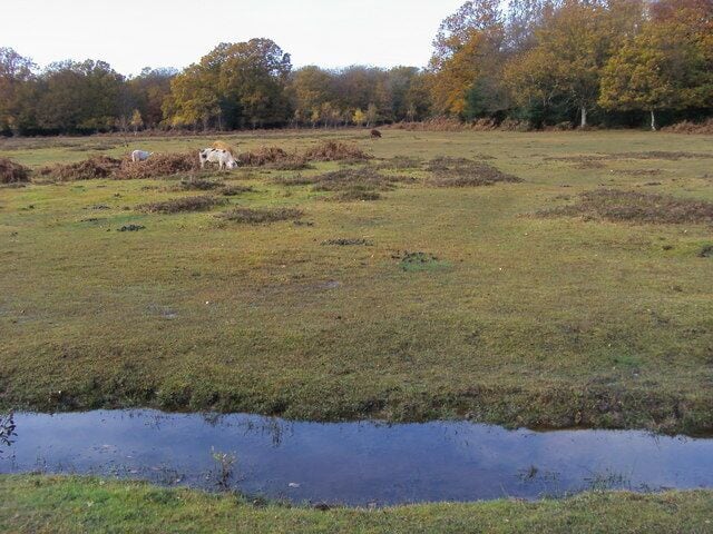 A wetland with cattails and a small stream.