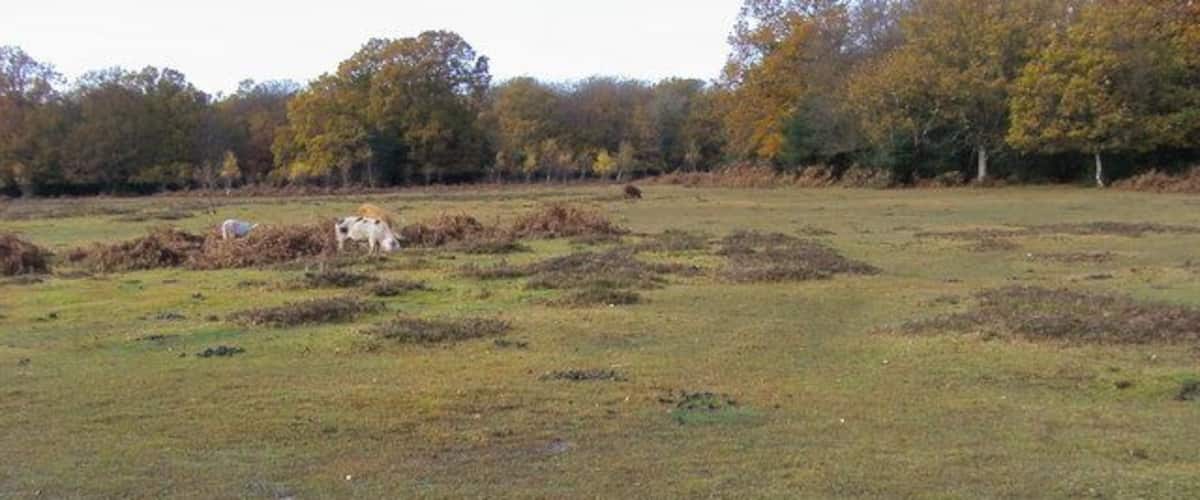 A wetland with cattails and a small stream.