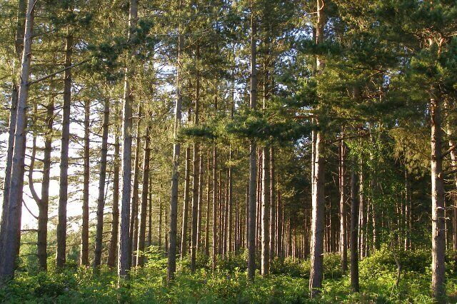 Pines on the western edge of Foxbury Plantation The National Trust bought Foxbury Plantation in 2005 and plans to create a 'mosaic of semi-natural habitats' once the conifer trees (planted shortly after the Second World War) have been harvested. The trees in this photo will cleared during phase 1 of the felling and the ground beneath will eventually be 'dry heath' to blend in with the dry heath on the other side of the fence. Eventually the fence will be removed and commoner's stock will be able to graze the new heathland. This scene should be very different in 10 years' time.
