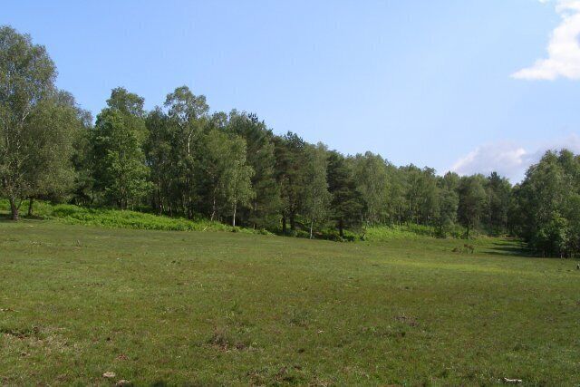 Western side of Black Hill The trees on the left are growing on the drier, high ground of Black Hill. The well-grazed grass in the foreground is somewhat damp, even in this dry weather. With less grazing pressure this quiet corner of the Bramshaw Commons would be humid heathland.
