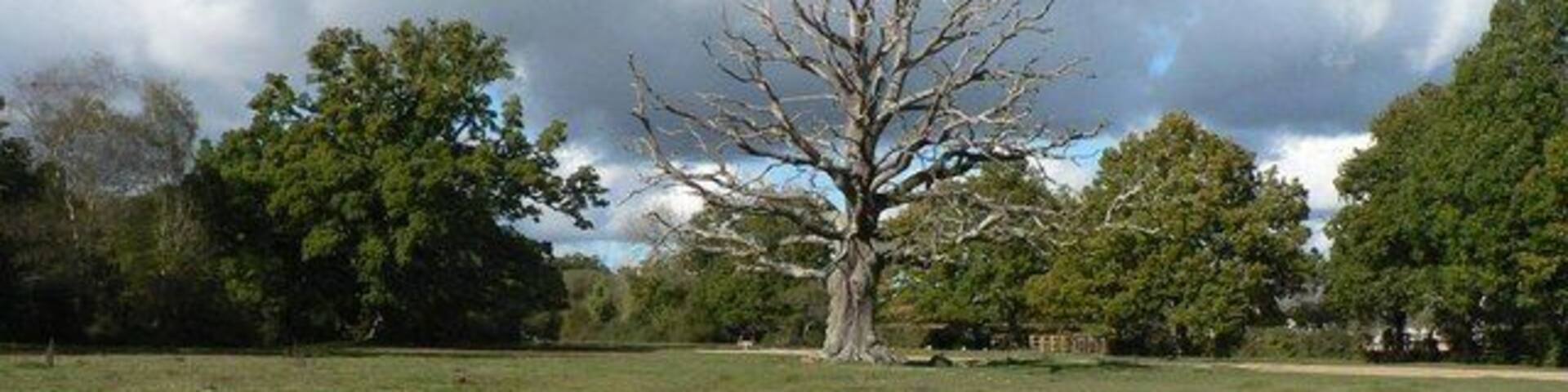 Bartley: bare oak tree A lonely, naked oak tree stands in the middle of a grass area alongside the road that heads west out of Bartley village.