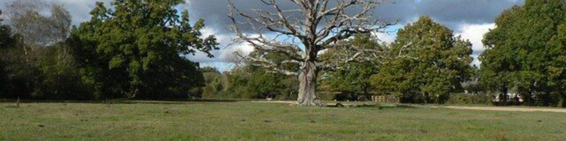 Bartley: bare oak tree A lonely, naked oak tree stands in the middle of a grass area alongside the road that heads west out of Bartley village.