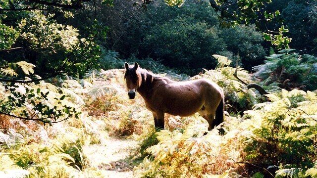 New Forest Pony A New Forest pony enjoying the bright autumn sunshine in Shave Green Enclosure.