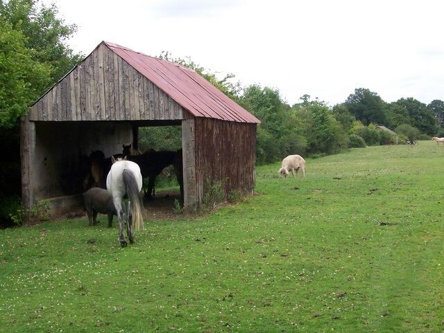 Shed, Cadnam Green A small shed on the side of a minor road affords the forest ponies some shade and relief from the flies.