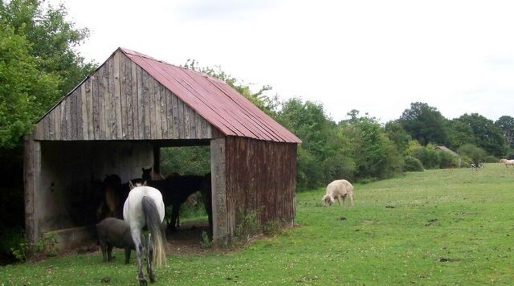 Shed, Cadnam Green A small shed on the side of a minor road affords the forest ponies some shade and relief from the flies.