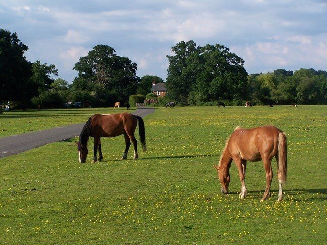 Ponies on Cadnam Green There are always a mix of animals to be found on the green here - ponies, cattle, pigs and the odd peacock!