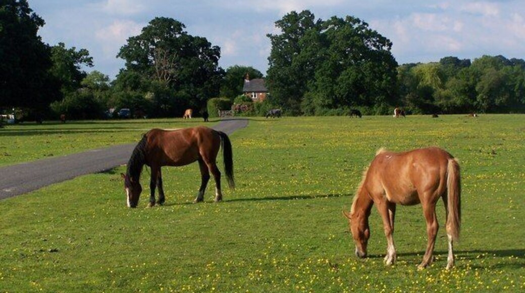 Ponies on Cadnam Green There are always a mix of animals to be found on the green here - ponies, cattle, pigs and the odd peacock!