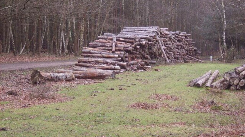 Log pile - Copythorne Common clearance works