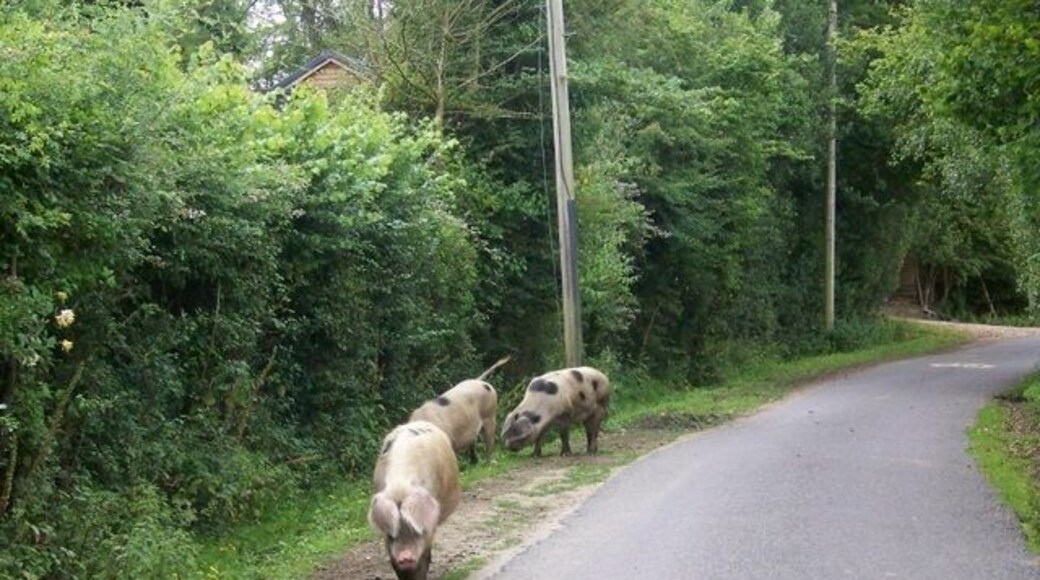 Pigs in the New Forest Sows are allowed to graze the forest throughout the year. In earlier times this was only allowed during the pannage season when the acorns were on the ground.