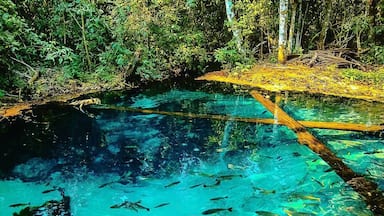 This is at #Nobres at #MatoGrosso in #Brazil
To get to it should ask for flotation ride.
You can see 6 meters under water with no dificult
#ReDiscover
#dive
#Culture
#1aviagem
#MT