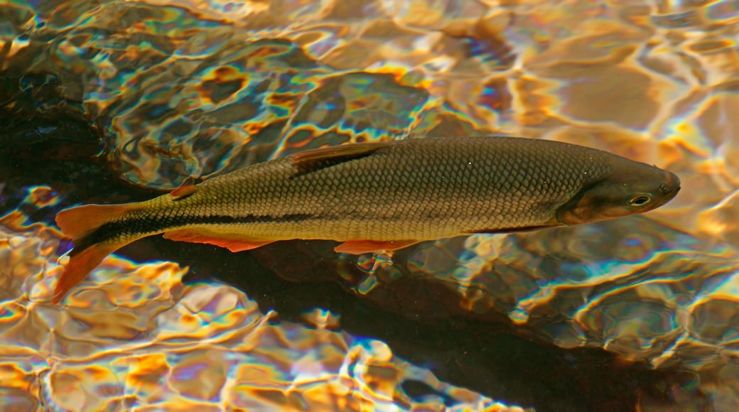 ๋
ธ๋ธ๋ฆฌ์ค